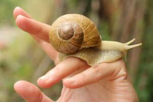 A snail on a hand