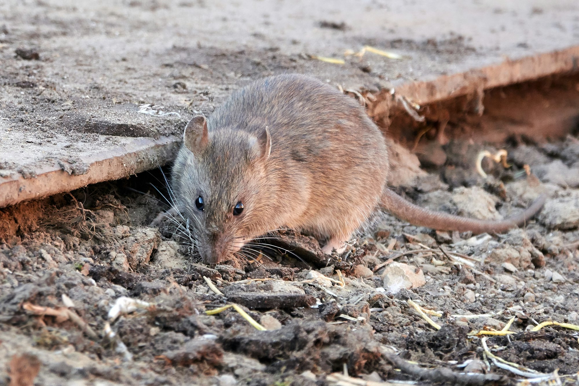 Brown rat (Rattus norvegicus)