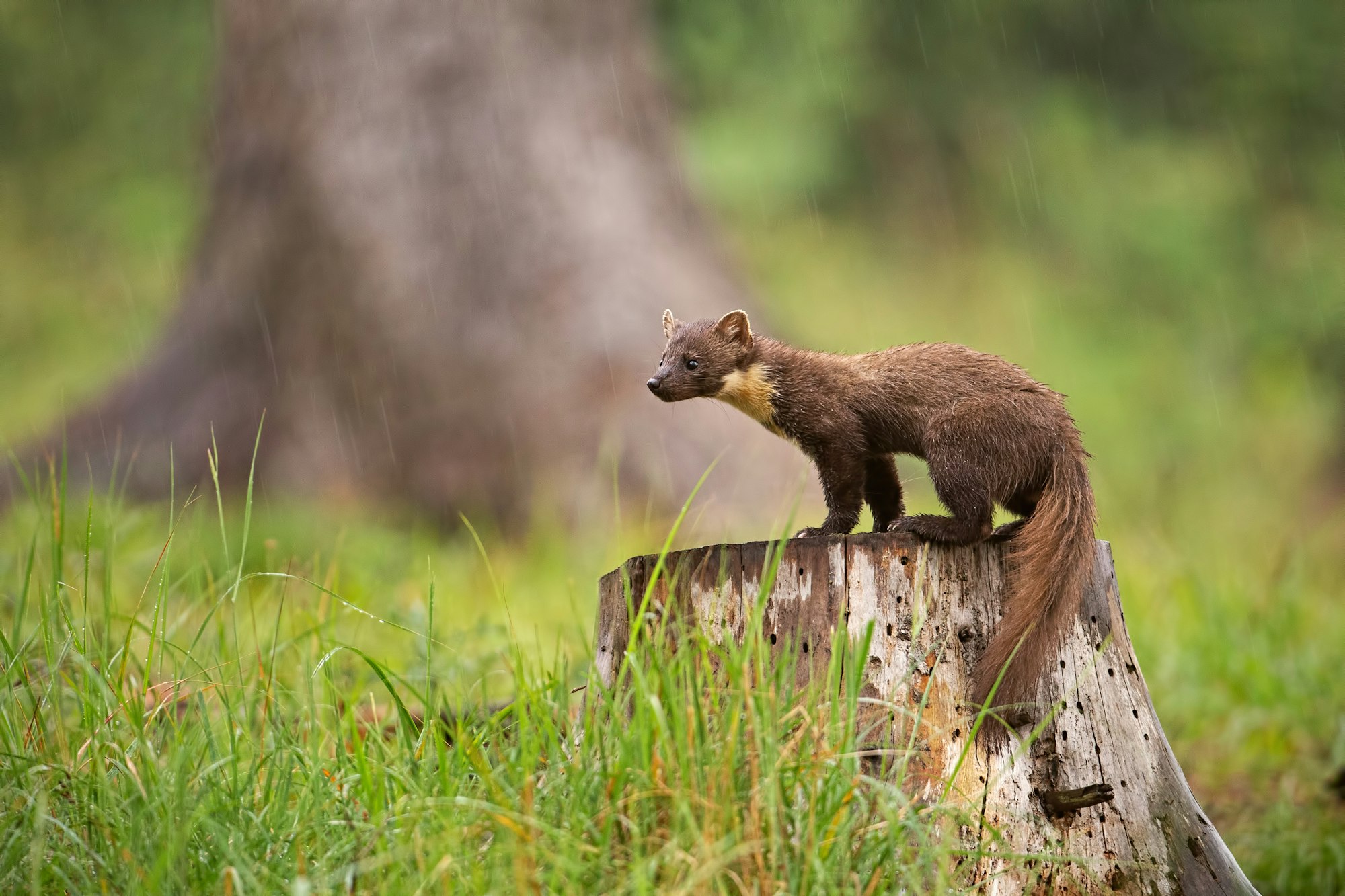 European pine marten, martes martes, standing on a stump in forest in rain