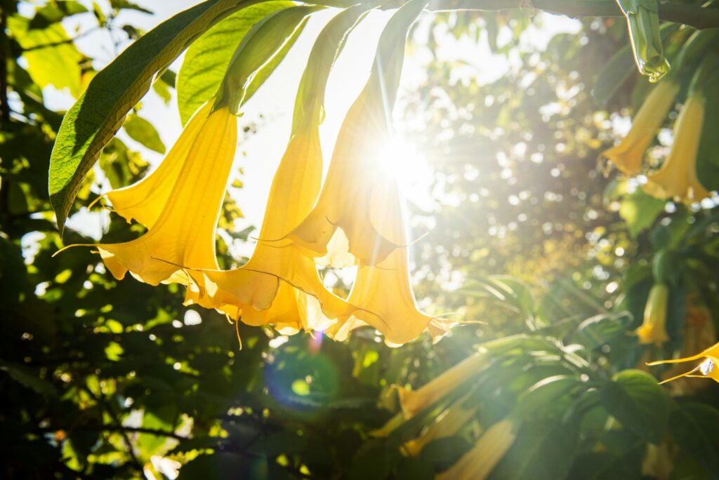 yellow brugmansia trumpet plant with sunny background