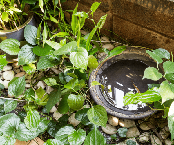 Stilstaand water in een tuin, zoals een vogelbad, een ideale broedplaats voor muggen.