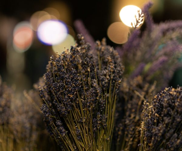 Close up of dried lavender with bokeh lights in the background