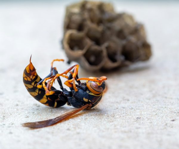 Extermination of paper wasp by insecticide