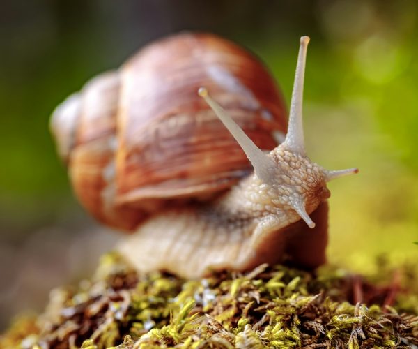 Helix pomatia also Roman snail, Burgundy snail