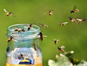Wasps around a honey jar
